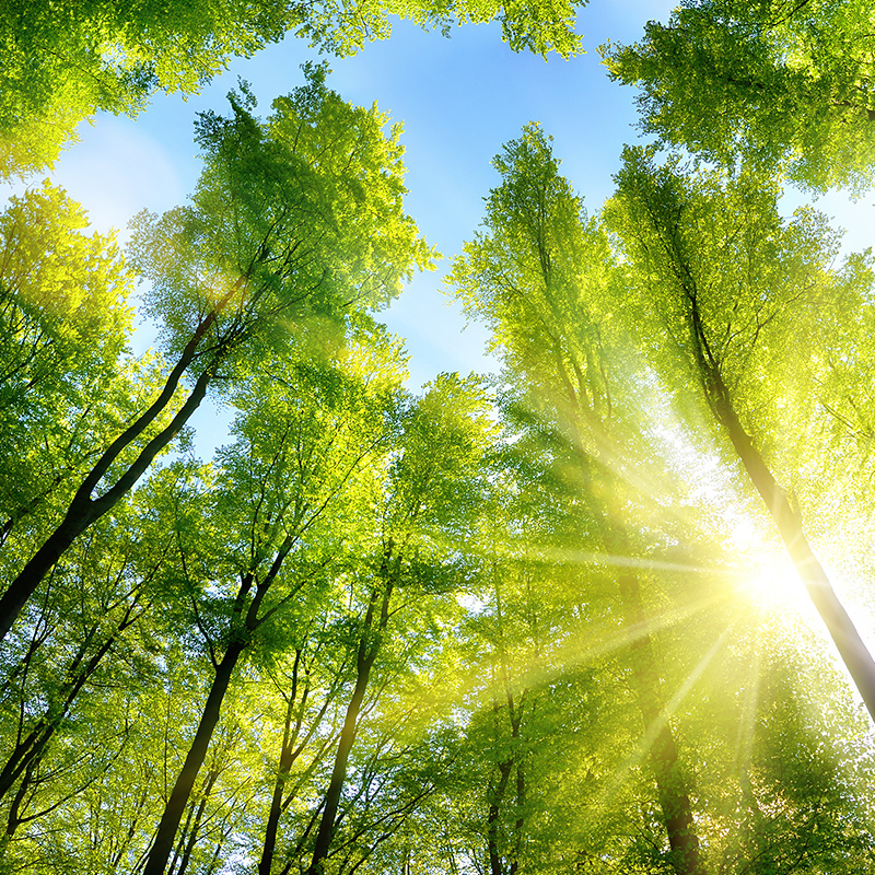 Environment